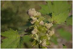 Xanthium indicum